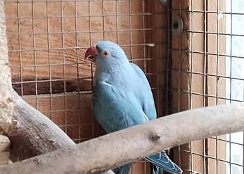 papuga aleksandretta obrożna z tego roku papuga aleksandretta obrożna z tego roku