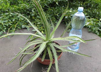10-letnia agawa - agave filifera White Stripe z białymi brzegami -mróz -9°C
