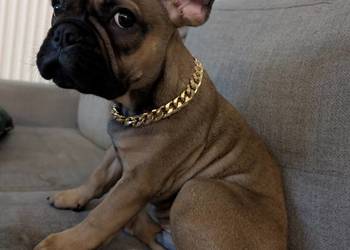 Buldog francuski chłopiec
