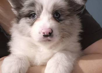 Border collie szczenieta , GOTOWE DO ODBIORU