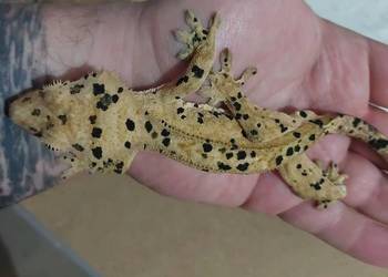 Gekony orzesione , gekon