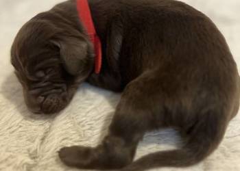 Wątrobiana suczka rasy Flat Coated Retriever FCI