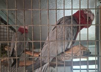 Para kakadu różowe.