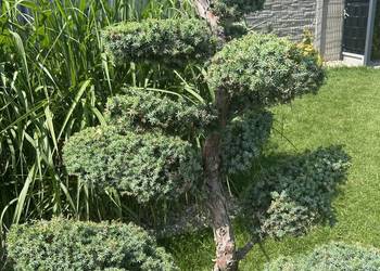 Bonsai drzewko jałowiec niebieskawy