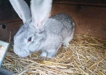 Sprzedam samce Sprzedam samce