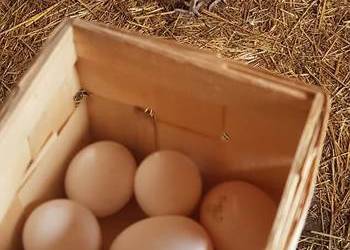 Jaja kurze z gospodarstwa.