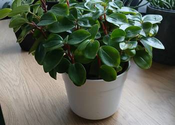 Peperomia Red Stem rzadko spotykana