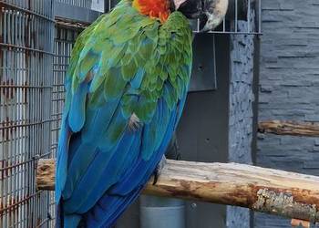 Para ara ararauna x harlequin 2018