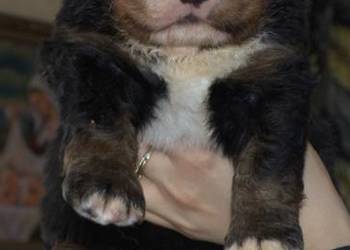 Bernenski Pies Pasterski fci