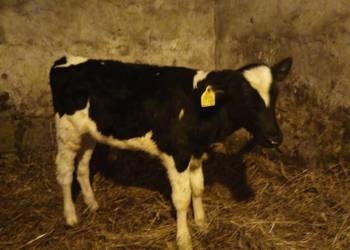 Sprzedam Byczka Czarno -Bialego