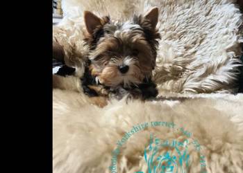 yorkshire terrier chłopiec tricilor