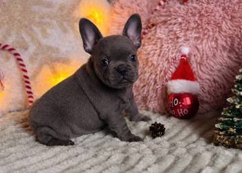 Buldog francuski do rezerwacji