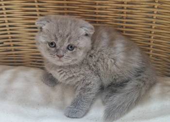 Kocurek Szkocki liliowy zwisłouchy