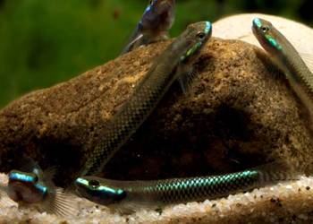 Babka semoni - Stiphodon semoni - SPRAWDZ NASZE OGŁOSZENIA