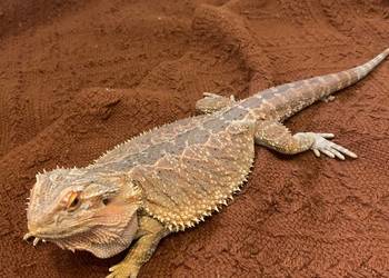 Agama brodata