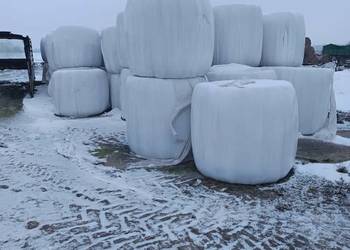 Baloty Sianokiszonka Sprzedam Kiszonke Lucerna