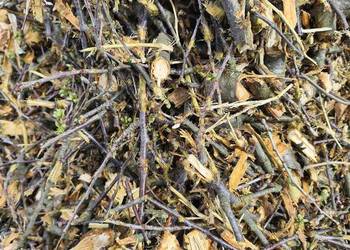 Czereśnia,zrąbki do wędzenia