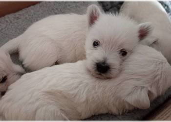 West Highland White Terrier | ZKwP FCI
