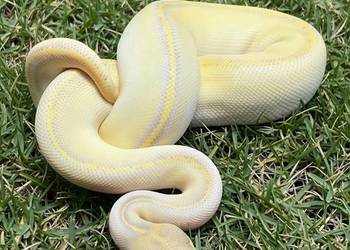 Python Regius - 2026 *mlody*