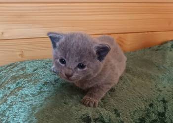 Sprzedam kocięta rasy rosyjskiej niebieskie z rod.szczep.czip