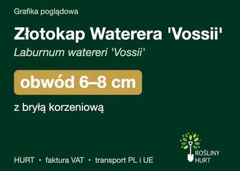 Złotokap Waterera 'Vossii' obwód 6-8 cm, z bryłą – HURT