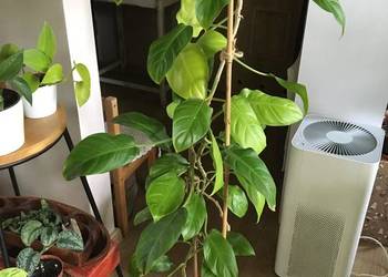 Filodendron Malaya Gold