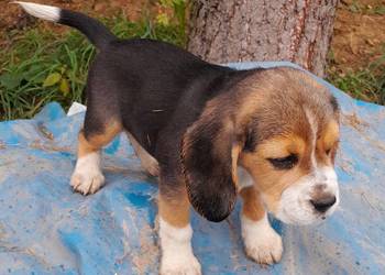 Beagle szczeniaki Z.K.W.P. elitarne pochodzenie.