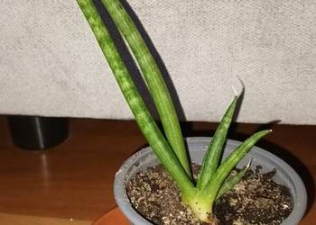 Sansewieria cylindryczna  nr 1