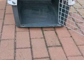 Transporter dla psa/kota Pet Carrier 4 – solidny, duży