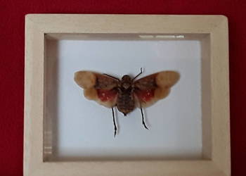 Owad w ramce 8x10 cm Penthicodes farinosa ssp .