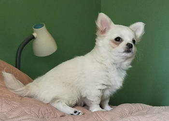 Chihuahua suczka długowłosa