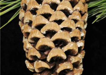 SOSNA GERARDA Pinus Gerardiana - NASIONA 100g