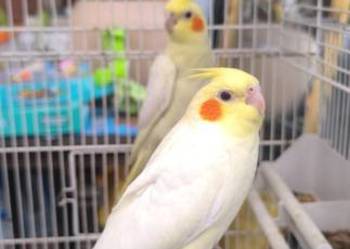 Młode papużki Nimfy Lutino