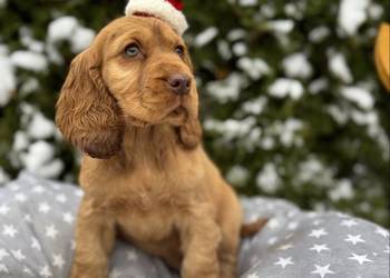 Wyjątkowy piesek Cocker Spaniel Angielski złoty z rodowodem