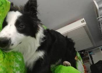 Domowa opieka nad zwierzętami – ferie i weekendy - Poznań