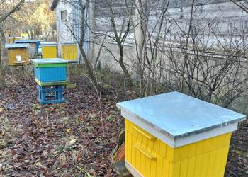 Pszczoły na ramkach w. zwykła, w.poszerzana, dadant