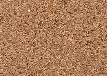 Facelia, miododajne, pszczoly