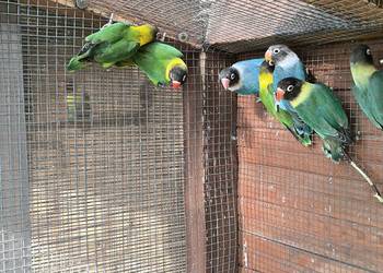 Nierozłączki czarnogłowe. Mlode z 2026