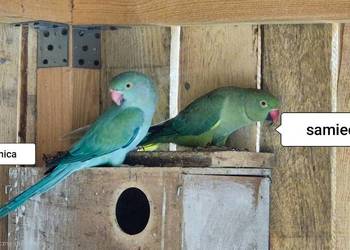 Aleksandretty Obrożne para