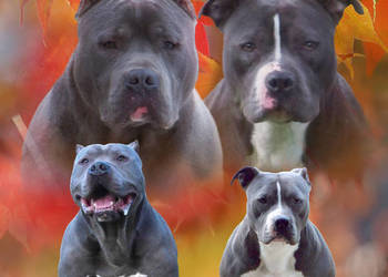 American Staffordshire Terrier  Blue  Amstaff Samiec