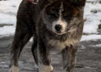 AKITA INU JAPOŃSKA ZKwP/FCI szczeniak suczka pręgowana RED BRINDLE/ BRINDLE Bełk