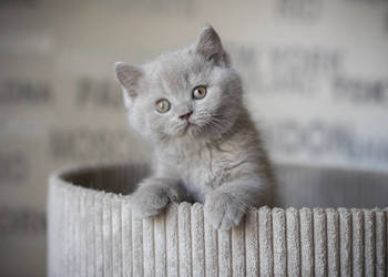 Brytyjski - Kocur Krótkowłosy Liliowy - Tęczowy Agat - Miot M - 097