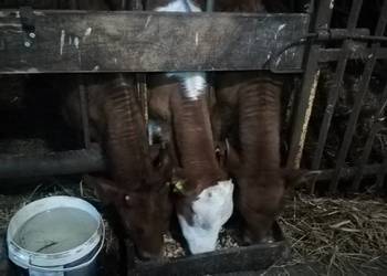 Jałówki i cielaki 6-12tygodni