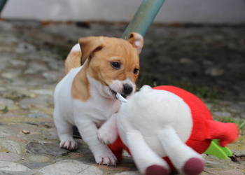 Piesek Jack Russell Terrier