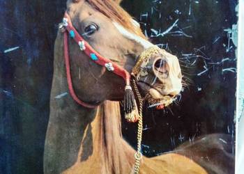 Konie album fotografie kolekcje