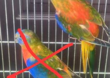 Łąkówka turkusowa samica