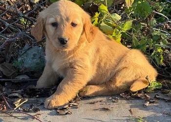 Szczeniaki Golden retriever