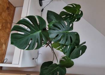 Monstera Deliciosa dziurawa z donicą 1OO cm