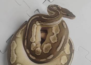 Python królewskie cb23