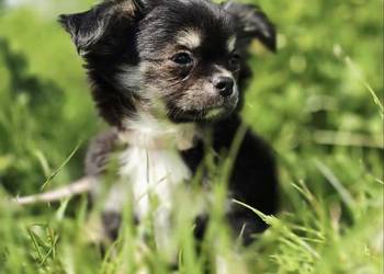 Chihuahua